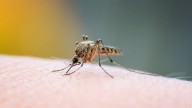Guardá las latas de durazno: cómo usarlas para ahuyentar mosquitos