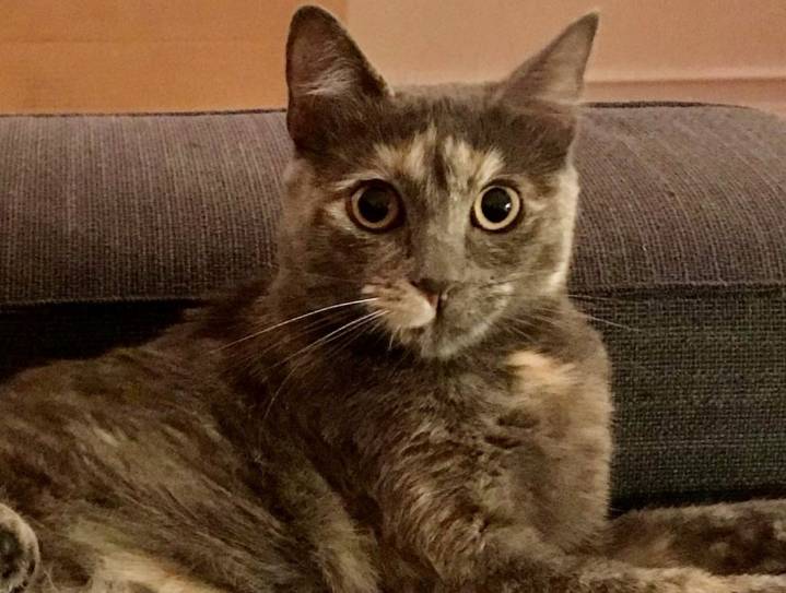 Readers speak: My CT cat might need a GPS