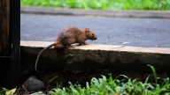 Signs It May Be Time To Call In The Professionals For A Rat Infestation