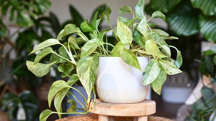 Dakota Gardener: Bringing your green thumb indoors for the year