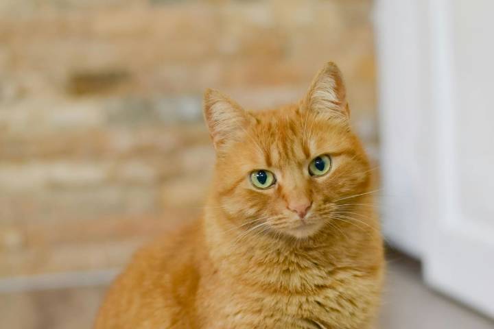 Numerosas denuncias. El increíble caso de Rémi, el gato naranja que recibió una orden de alejamiento por parte de su vecino