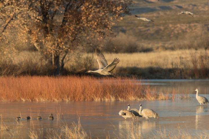 Crane Festival coming up at Albuquerque Open Space Visitor Center
