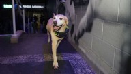 Josh Naylor credits clubhouse dog for easing Mariners trade