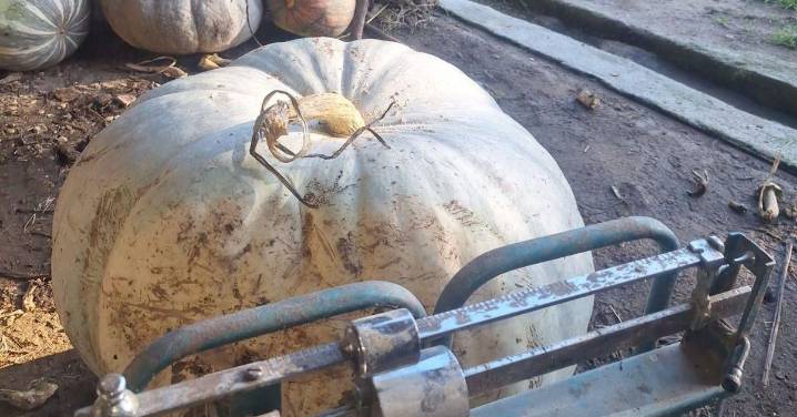 ¿Sabe usted que en A Limia hay calabazas de 60 kilos?