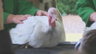 Governor Sanders pardons prize-winning turkeys ahead of Thanksgiving