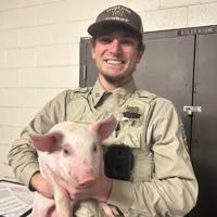 Powder River County Sheriff's Office rescues pig, needs help finding owner