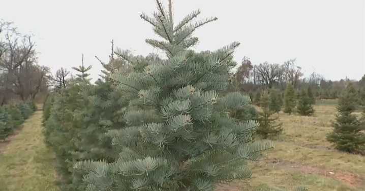 Alaskans head to the woods as Christmas tree cutting season officially opens