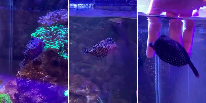 Globi, el pez cofre que conquistó corazones en TikTok con su rutina de caricias y chorritos de agua