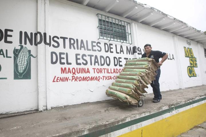 Manipulan grandes harineras precio del maíz: productores y autoridades