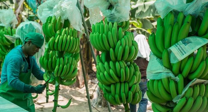 Perú firma protocolos para enviar banano y granada al mercado chino