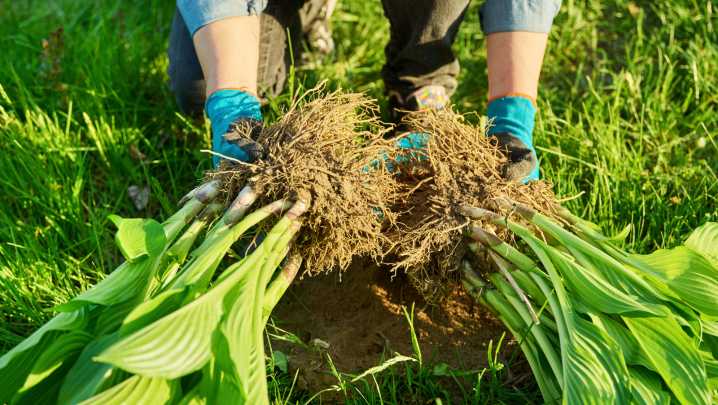 Ditch The Shovel: There's A Better, Quicker Way To Divide Plants