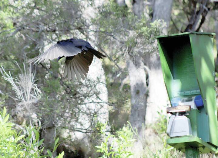 Two alala added to Maui flock