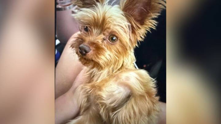 1 arrested, 1 at-large for allegedly stealing two dogs in Palm Springs