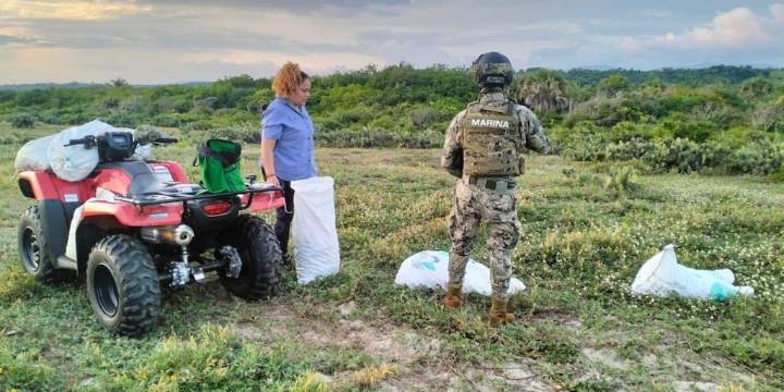 Semar protege tortugas marinas en Nayarit: recupera 60 mil huevos y libera 23 mil crías en distintas playas