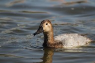 Continúan registrando llegada de aves migratorias al Parque Central