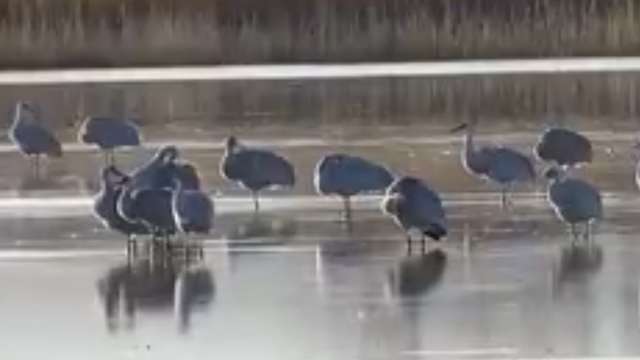 Park Service cancels Festival of Cranes due to shutdown