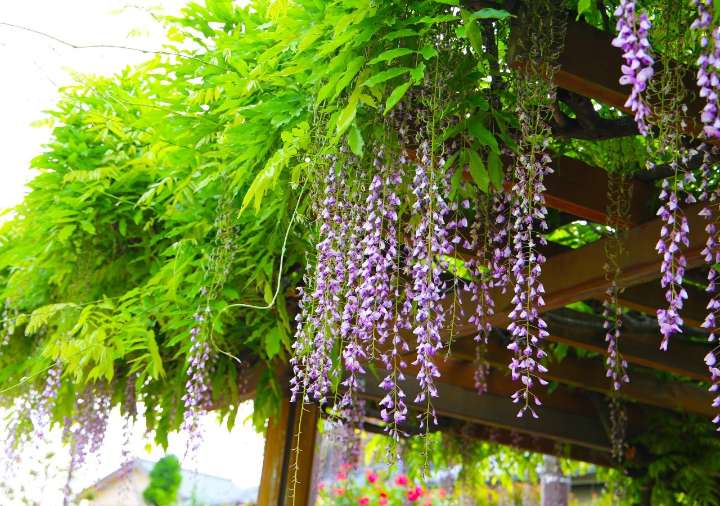 Una pérgola perfecta para tu patio o balcón: esta planta da perfume, color y refresca el ambiente