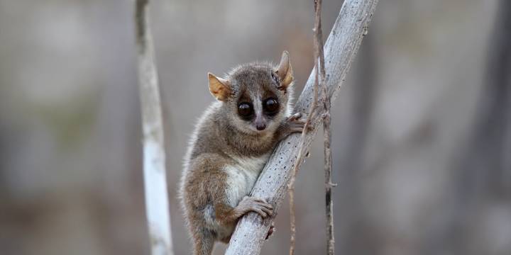 Día Mundial del Lémur: el 95% de las especies está en peligro de extinción