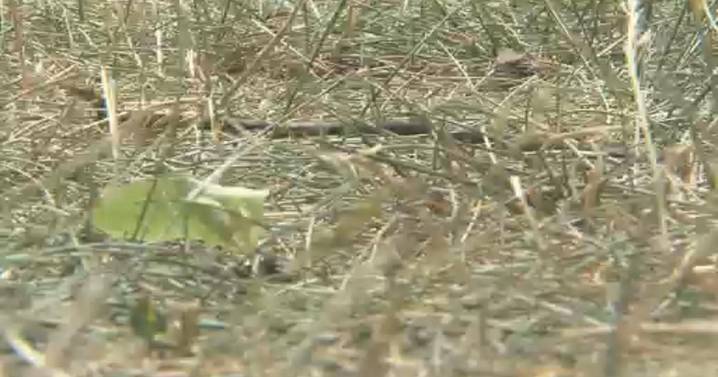 SBA offers low-interest disaster loans for Illinois businesses affected by 2025 drought