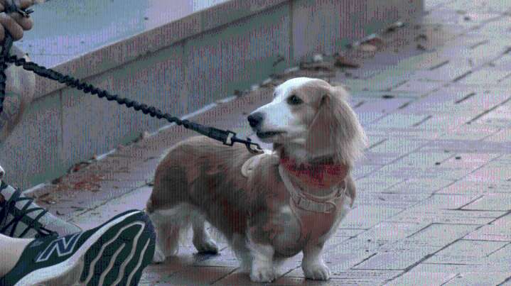 Dachshund doggie dash on Dauphin Street