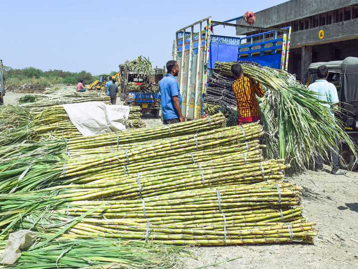 Sugar production in India expected to rise 16% in 2025