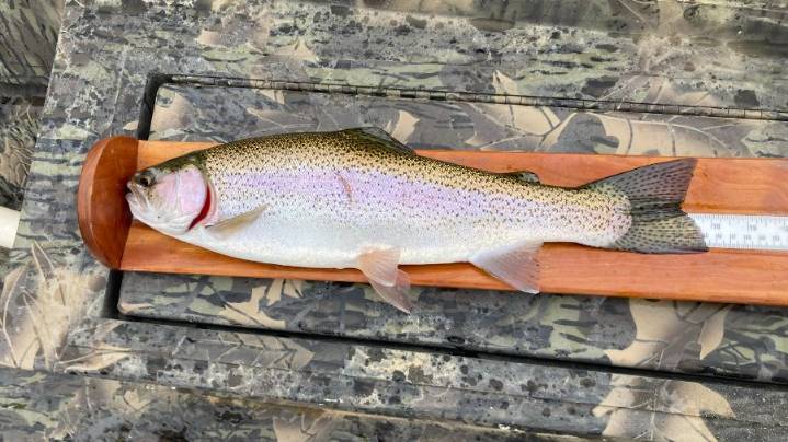 Dozens of WA lakes stocked with jumbo trout for Black Friday fishing