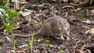 Orkin gives Los Angeles the unwanted title of U.S.’s ‘rattiest’ city