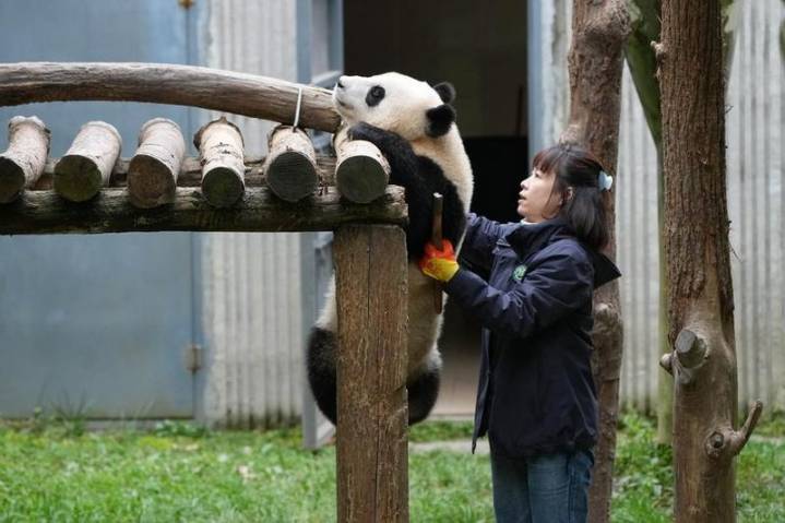 Población de pandas gigantes en cautiverio en China casi se duplica en una década