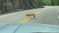 Dog Discovered On Georgia Mountain Road Carries A Heartbreaking Story Of Survival