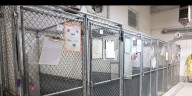 Parma Animal Shelter gets new kennels with some help from friends of the animals