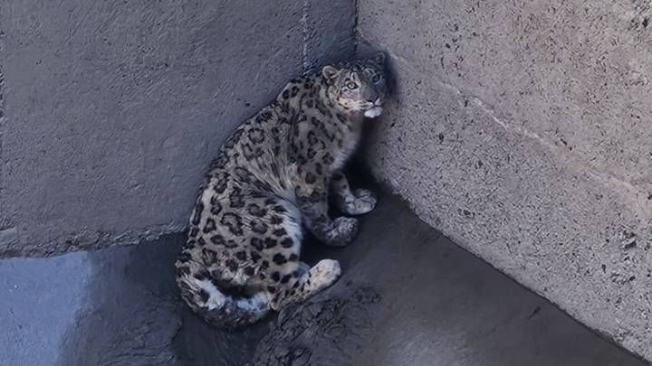 Himachal: Snow leopard falls into dam’s filter inlet in Kinnaur, rescued