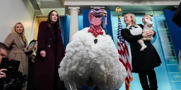 Trump pardons turkeys from North Carolina during annual Thanksgiving tradition