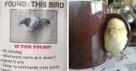38 Hilarious Bird Posts That Were Too Good Not To Share