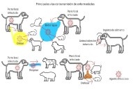 Los perros ferales y la transmisión de enfermedades