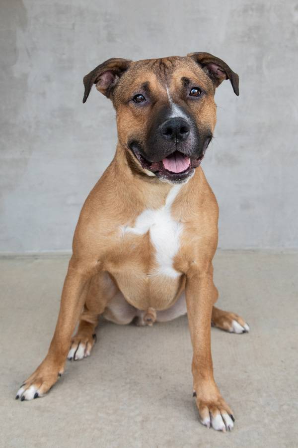 Longmont Humane Society Pet of the Week for Nov. 15, 2025