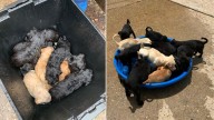 Mississippi Puppies Left In Trash Can During Storm Get A Miracle Rescue