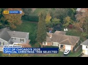 Glenview Norway Spruce chosen as official Chicago Christmas tree