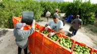 Murcia defiende una PAC "justa y sostenible" y los agricultores critican la "invasión" de frutas desde Egipto