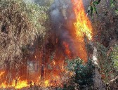 Preocupante primer incendio forestal en Catemu