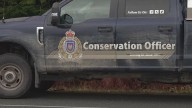 Conservation officers now searching for 3 grizzly bears after attack on school group in Bella Coola, B.C.