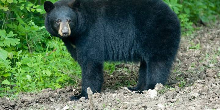 Wisconsin Department of Natural Resources asks for public’s help with black bear research study