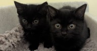 'Aggressive' pet owner abandoned kittens at Coventry RSPCA