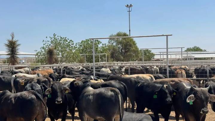 Productores de Parral califican como “exagerada” la propuesta arancelaria de EU al ganado mexicano