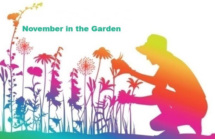 Plant Doctor: November in the Garden for Central Florida