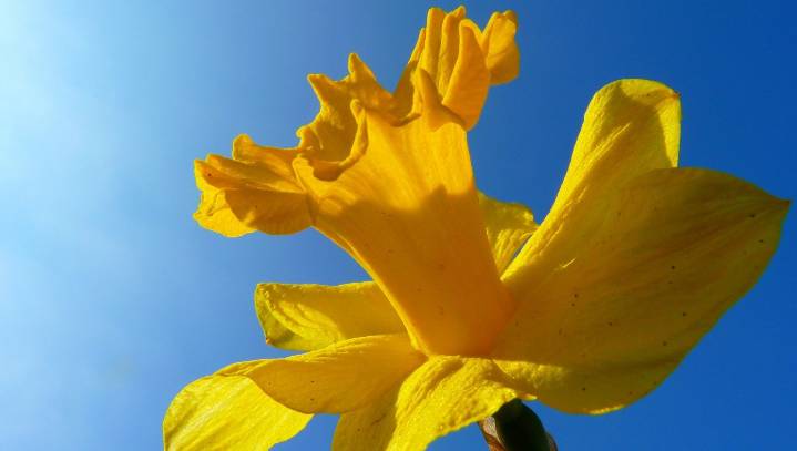 Flowers Continuing To Bloom Beautifully In Complete Defiance Of Government Lockdown