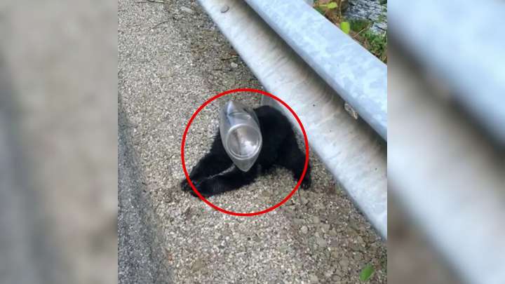 Pennsylvania Woman’s Roadside Surprise Turns Into A Beautiful Act Of Kindness