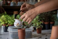 Pflugerville Pfoliage and Plants provides a wide ...