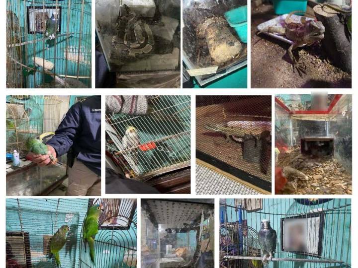 Hallan 'nido' de animales dentro de casa en la GAM: desde víboras hasta lagartos