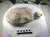 La Tatacoa sorprende al mundo con un fósil dedicado a Shakira