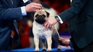How to get tickets to the 2025 National Dog Show